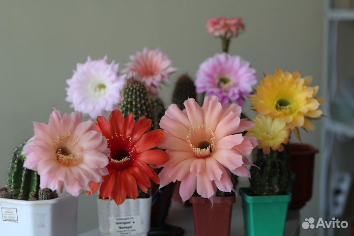 Кактусы echinopsis hybrid (детки)