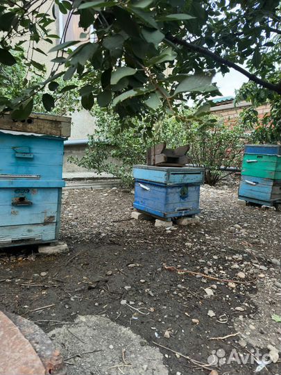 Пчелы и улья