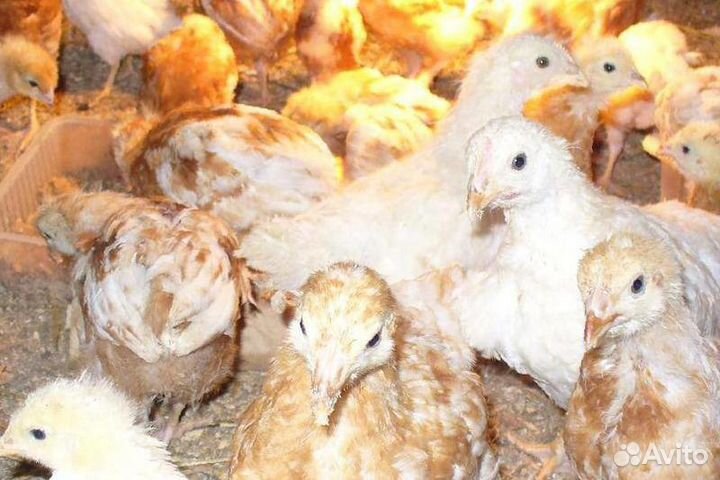 Куры Родонит чисто яичная курочка несушка