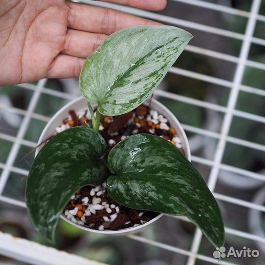 Scindapsus Silver Swan