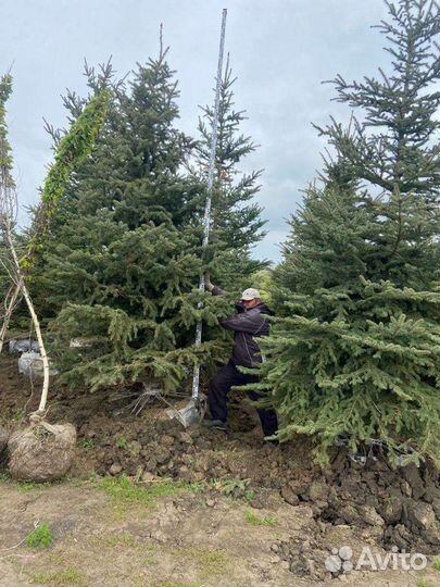 Ель колючая (сизая, голубая, зеленая)