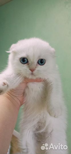 Голубоглазая блондинка