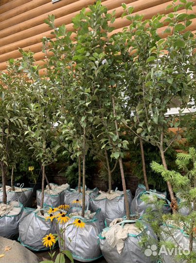 Плодовые саженцы