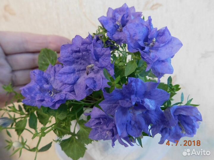 Кампанула или жених махровый