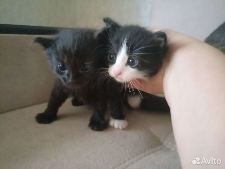 Котята в добрые руки даром бесплатно