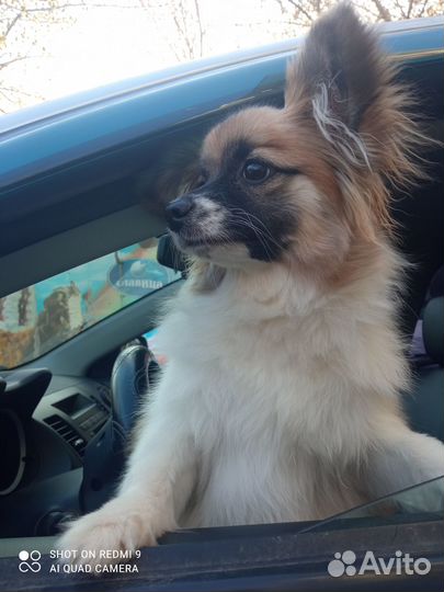 Продам собачку