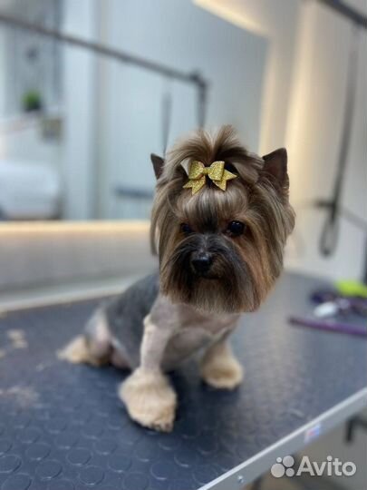 Лютый грумер симферополь