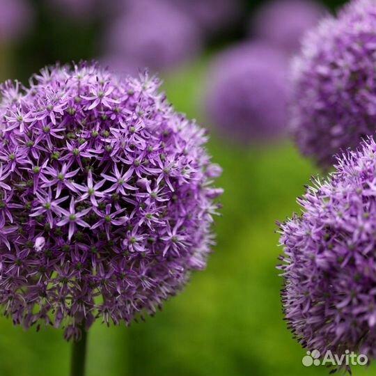 Продаем луковицы декоративного лука Гладиатор