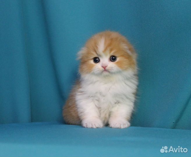 Шотландский котенок мальчик красное солнышко