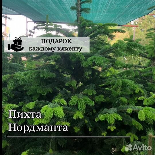 Пихта Нордмана