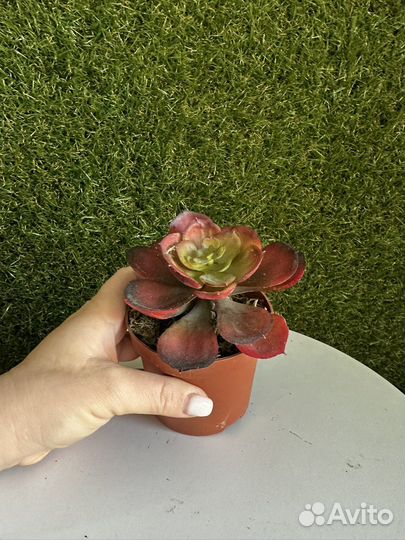 Искусственные цветы новые