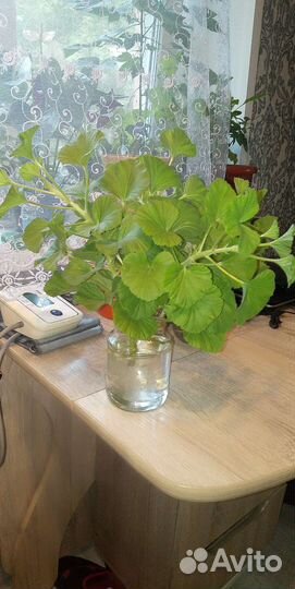 Королевская пеларгония