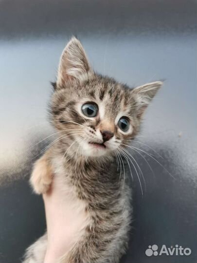 Полосатый котёнок, девочка, в добрые руки