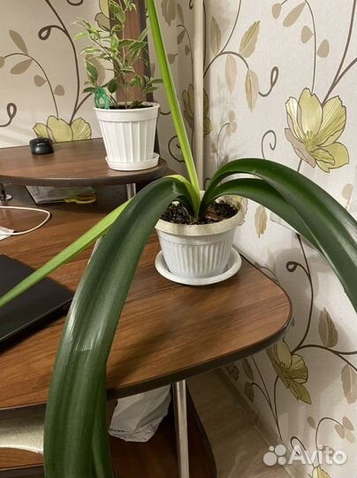 Гиппеаструм