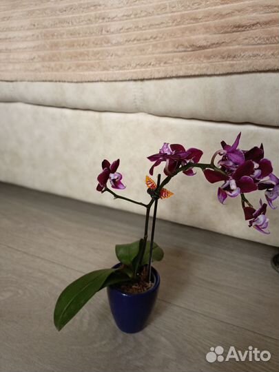 Орхидея мини,гузмания,брамелия, орхидея цимбидиум