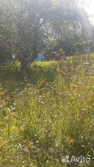 Натуральный мед 23 год качка