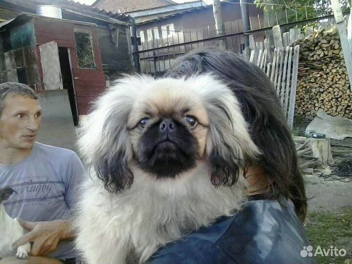 Пекинесики