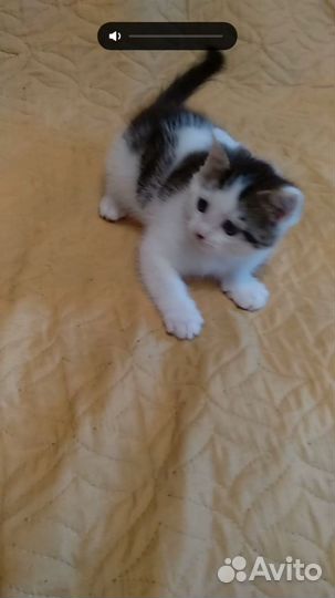 Котенок в добрые руки