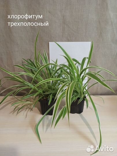 Сциндапсус, пилея, хлорофитум, традесканция