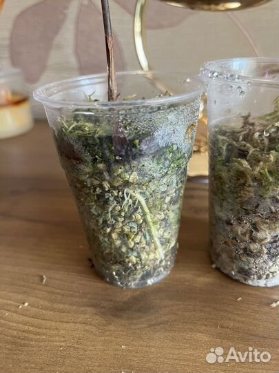 Алоказия сандериана