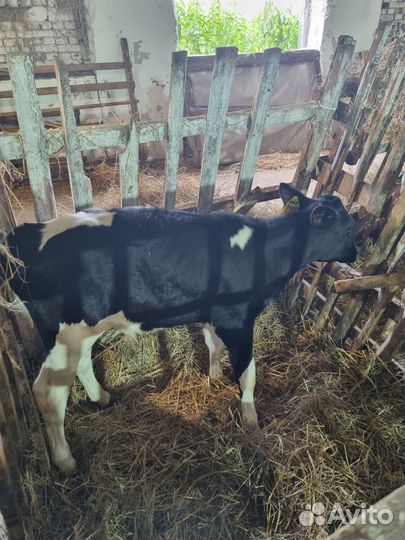 Телята бычки