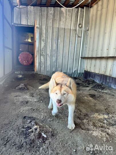 Сибирский хаски