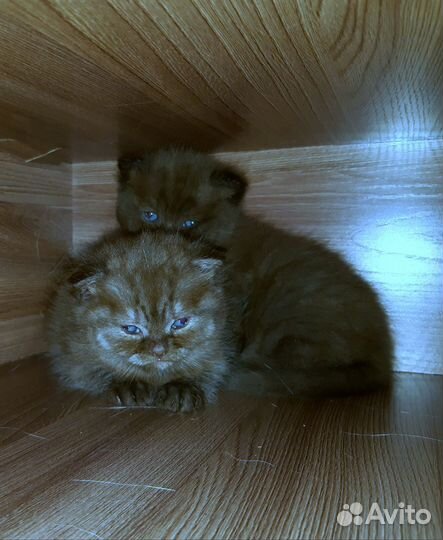 Милашки Шотландские