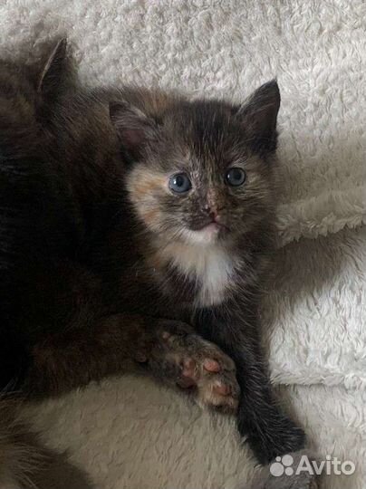 Котятки бесплатно