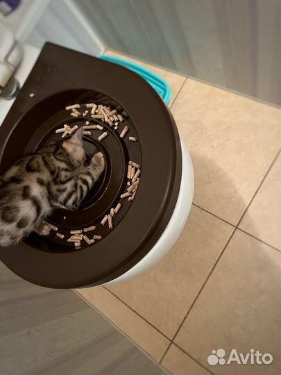 Приучение кошек к унитазу