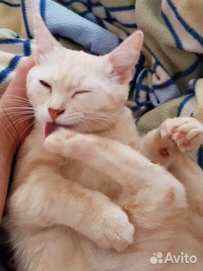 Передержка собак и кошек