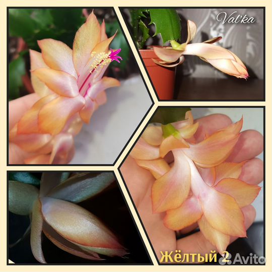 Декабрист шлюмбергера