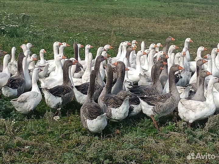 Гуси