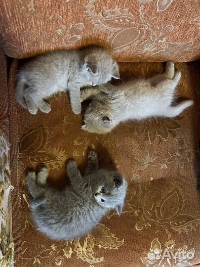 Британские котята