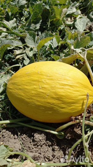 Дыня канарка