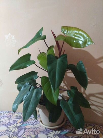 Алоэ,декабрист,филадендрон
