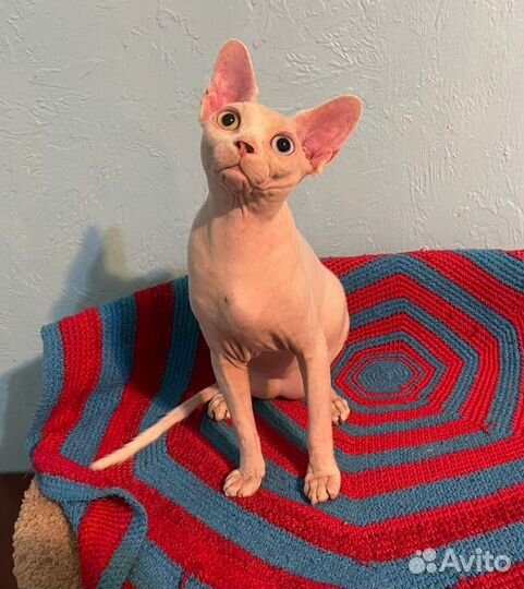 Эксклюзивные котята