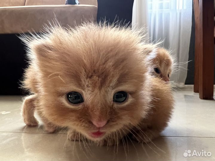 Котята отдам даром