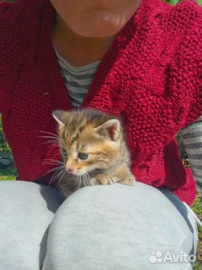 Котята в добрые руки 2 мес