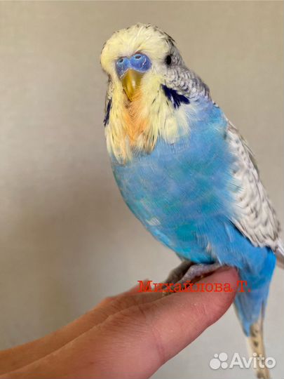 Выставочный волнистый попугай, Чех