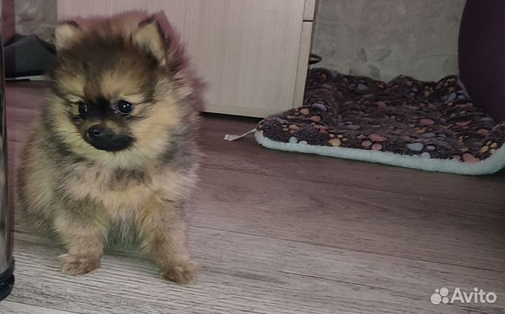 Щенки шпица мини мишка