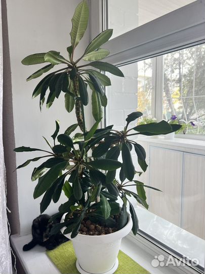 Продам молочай, 1 метр с кашпо. 4 растения