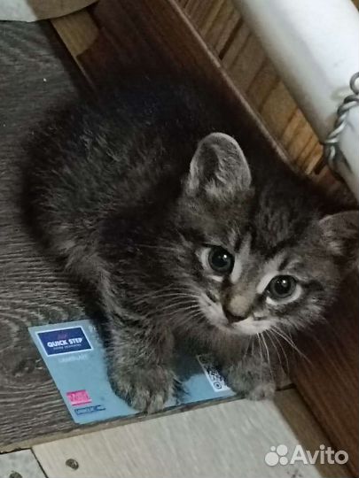 Кошка
