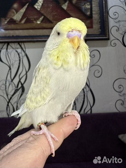 Выставочные волнистые попугаи (ввп, чех)