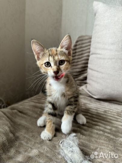 Котенок в добрые руки