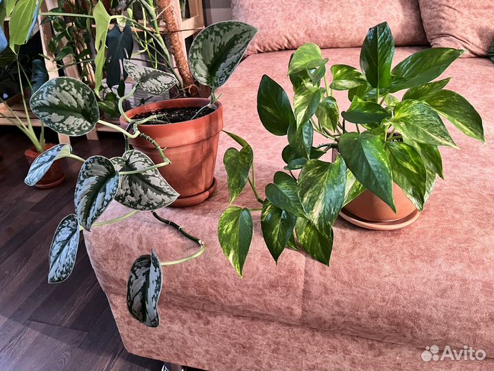 Сциндапсус экзотика, золотистый