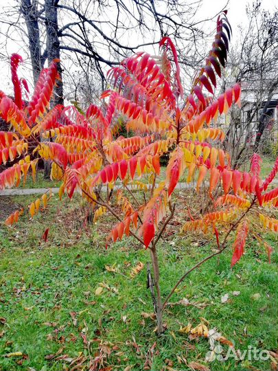 Саженцы сумах оленерогий