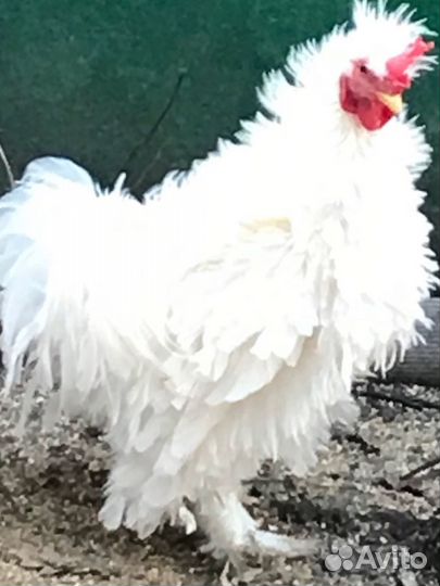 Декоративные петушки