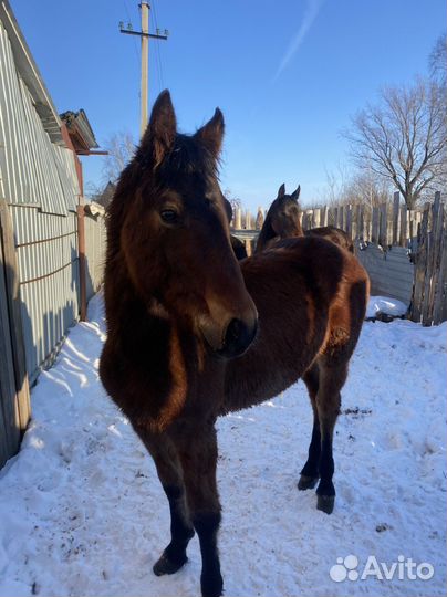 Продаются лошади