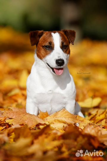 Мини кобель. Вязка. Щенки