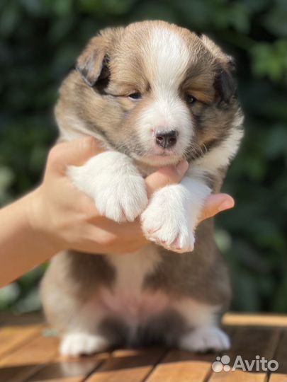 Щенки бордер колли